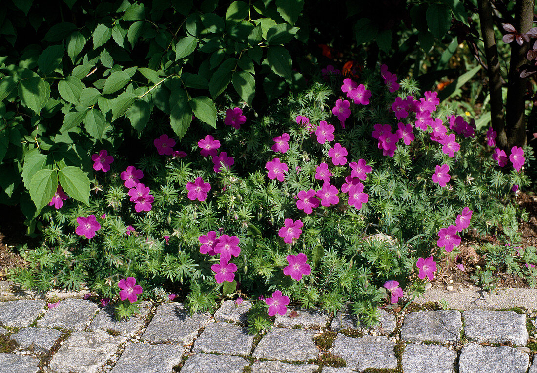 Geranium sanguineum