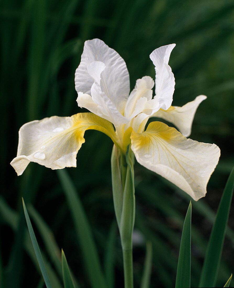 Iris sibirica 'Dreaming Yellow'