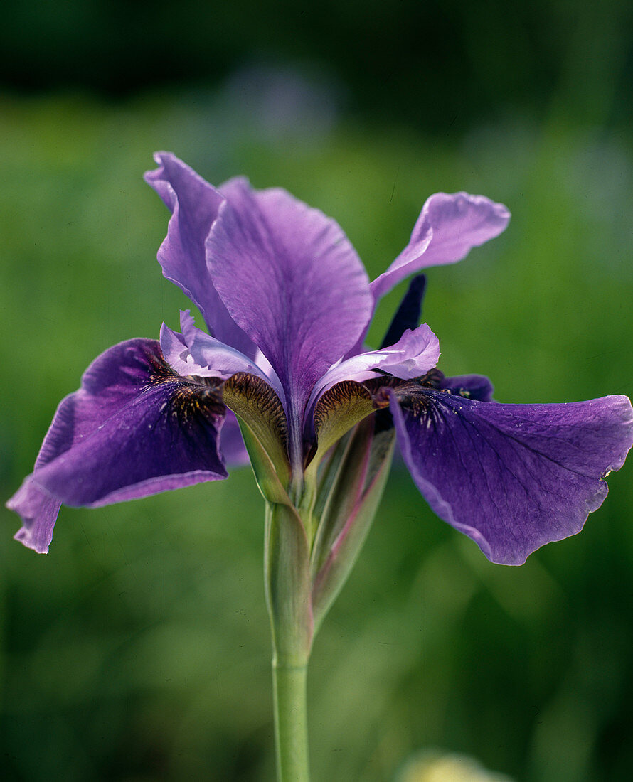 Iris SIBIRICA