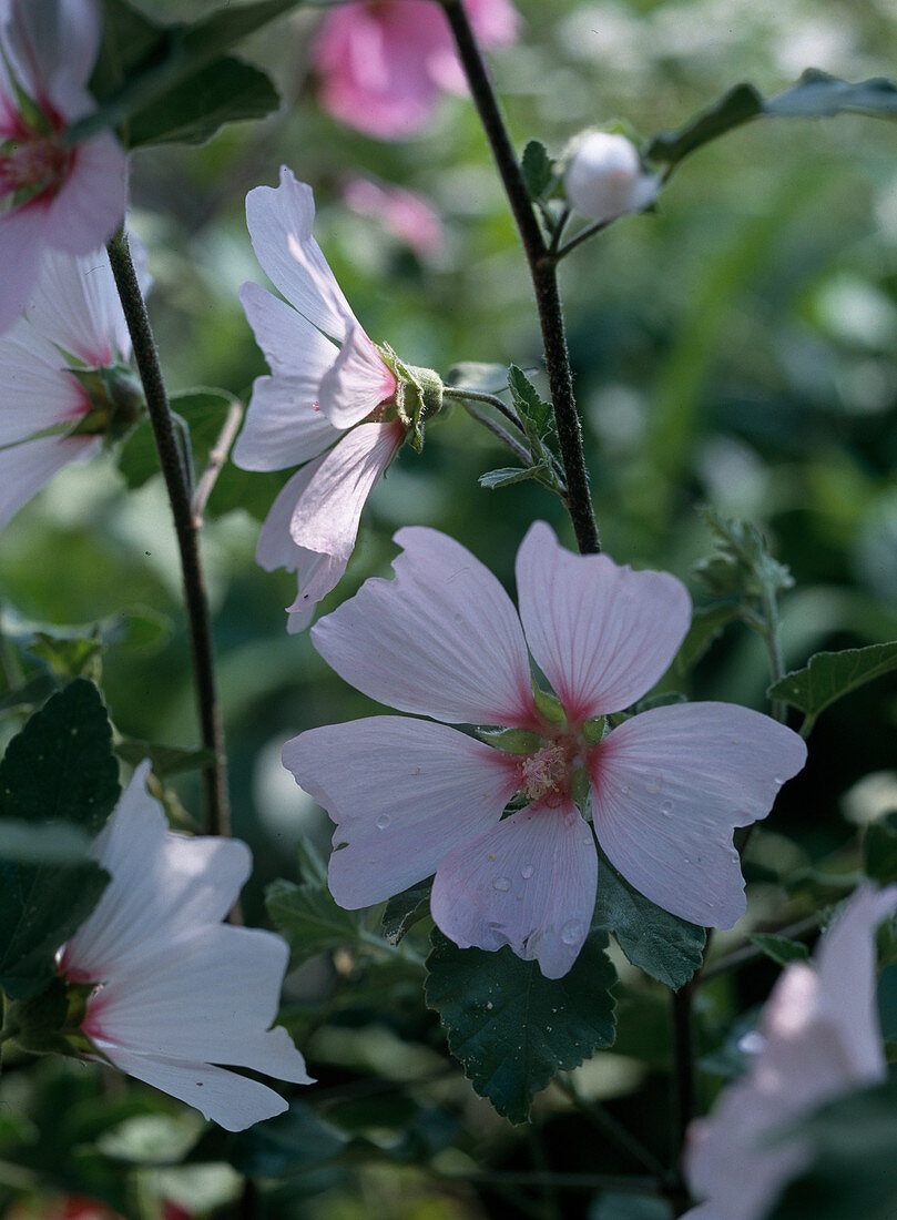 Lavatera olbia