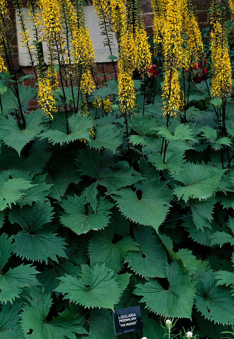 Ligularia przewalskii