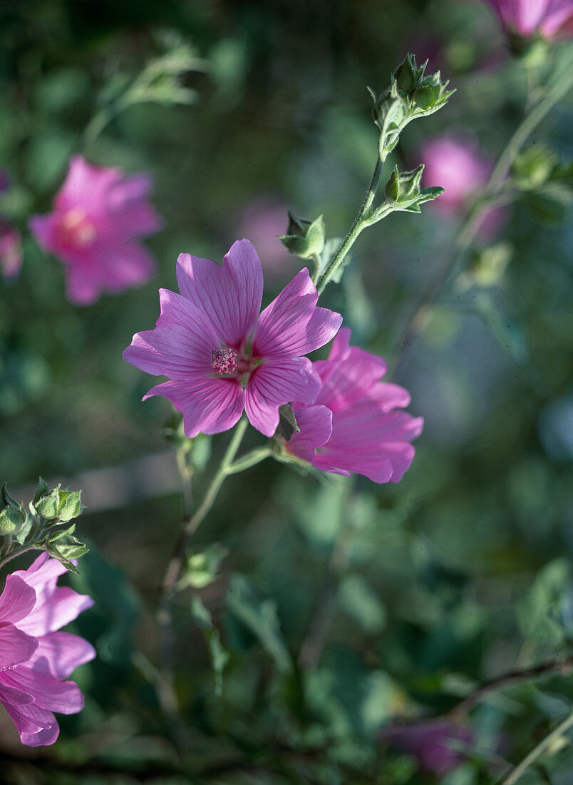 Lavatera olbia Rosea