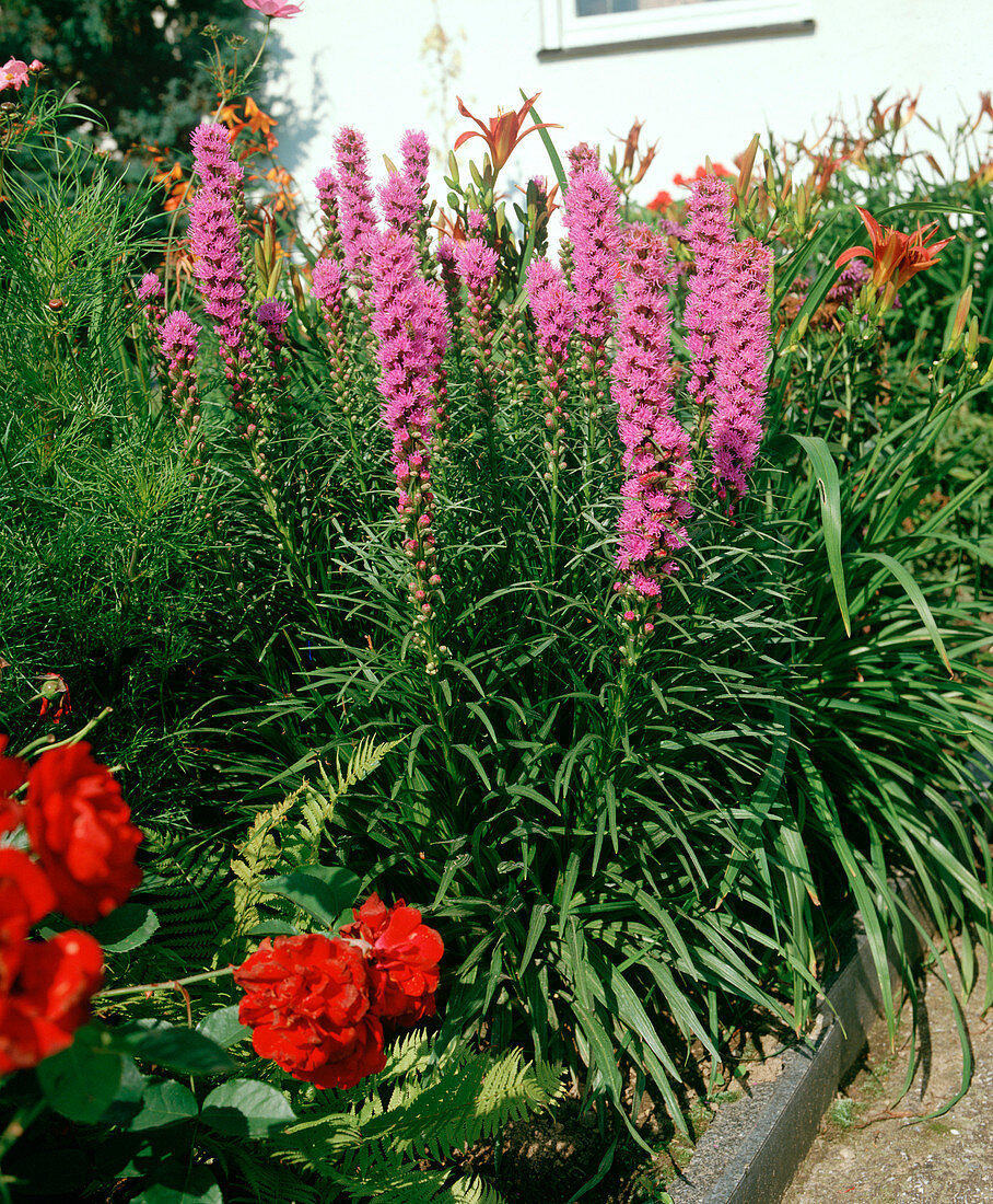 Liatris spicata