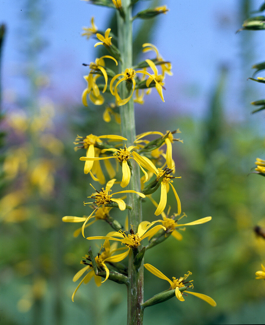 Ligularia hybrid