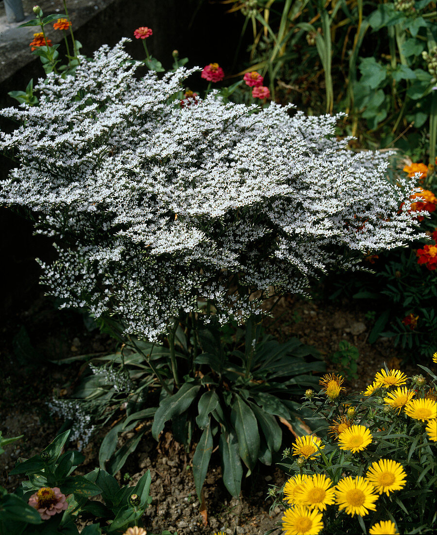 Limonium tataricum