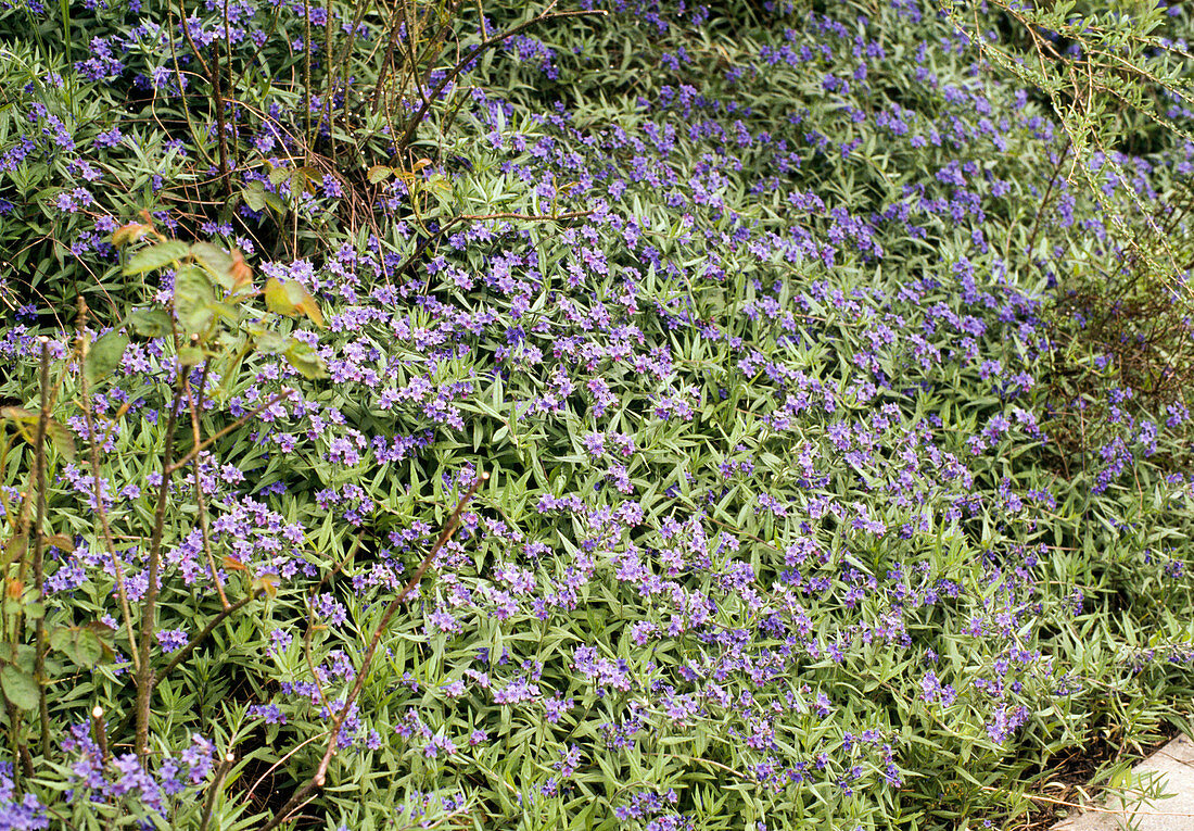 Lithospermum purpurea-caeruleum