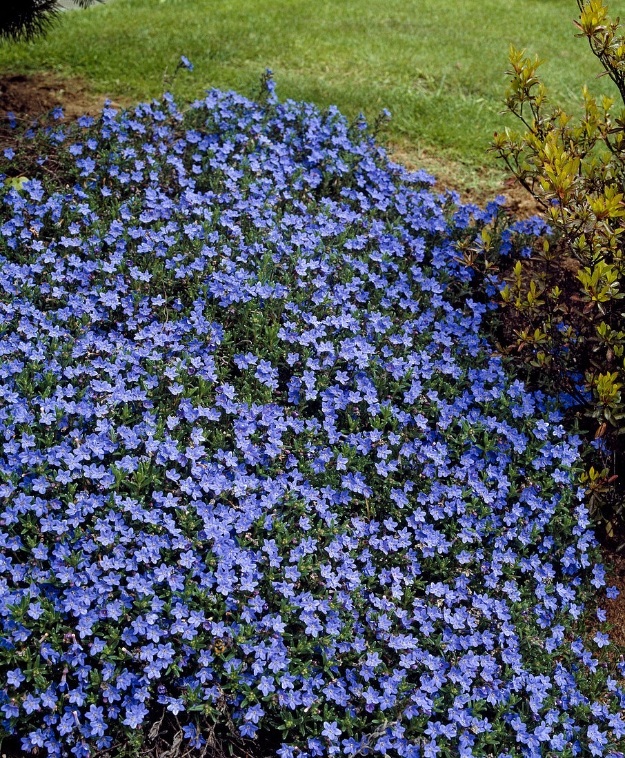 Lithodora diffusa