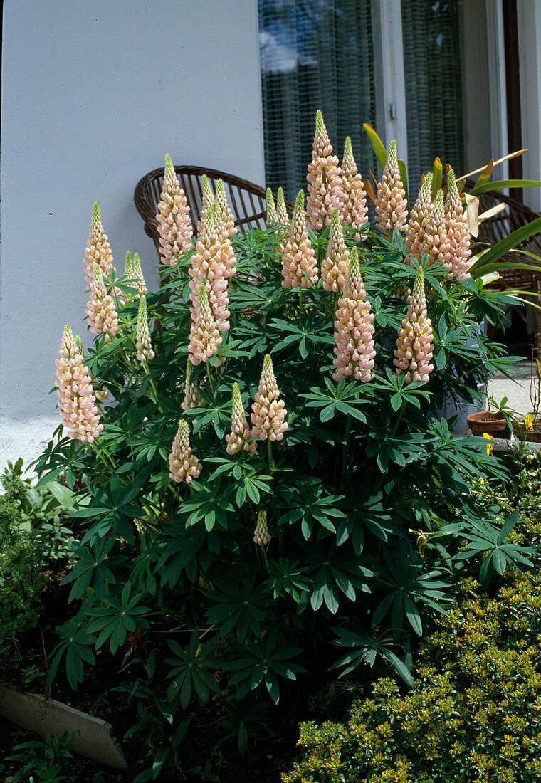 Pink lupine