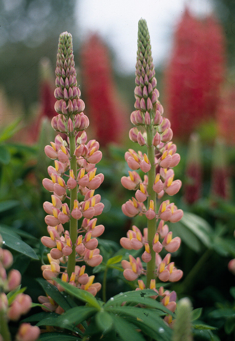 Lupinus-Russell hybrid