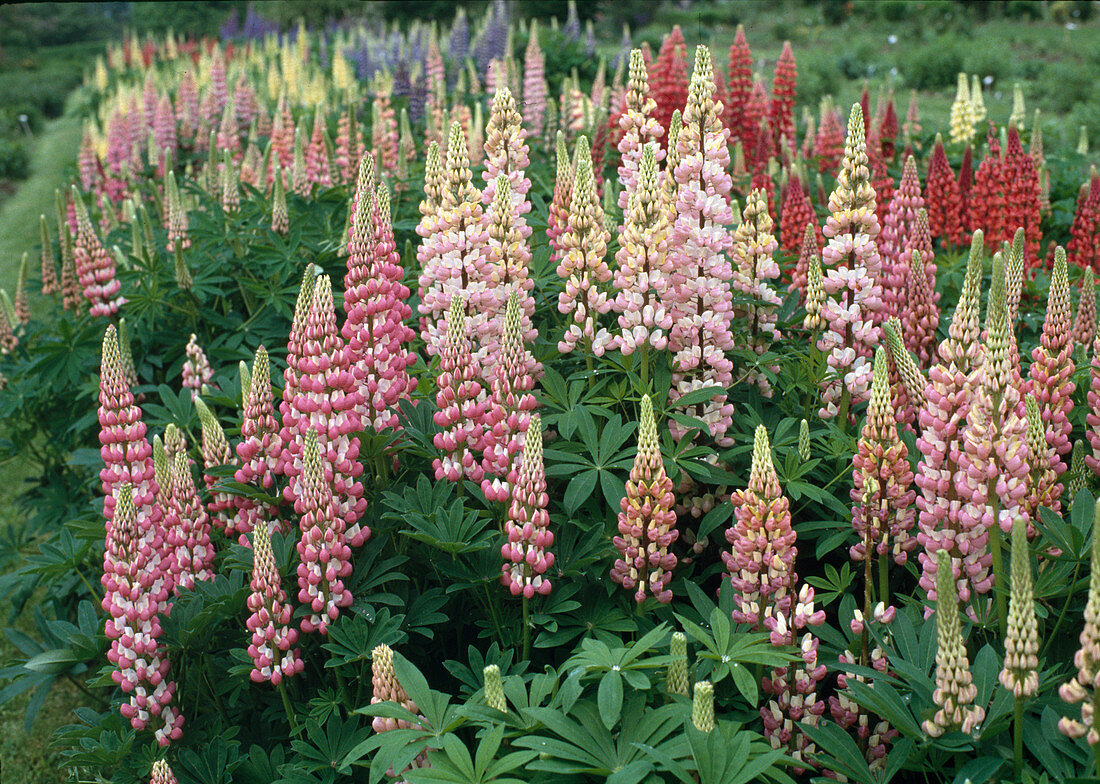 Lupinus-Russell Hybride