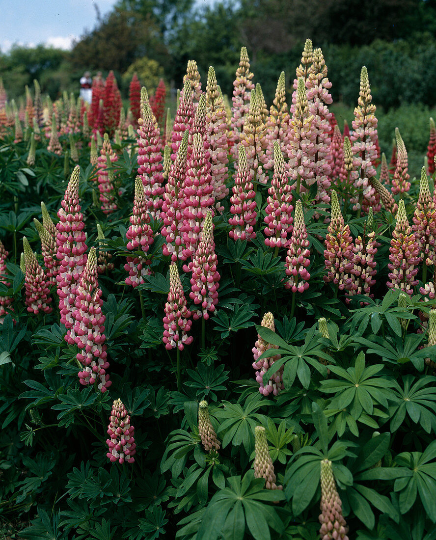 Lupinus-Russell hybrid