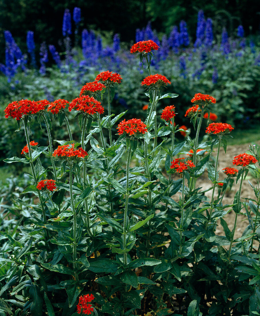 Lychnis chalcedonica