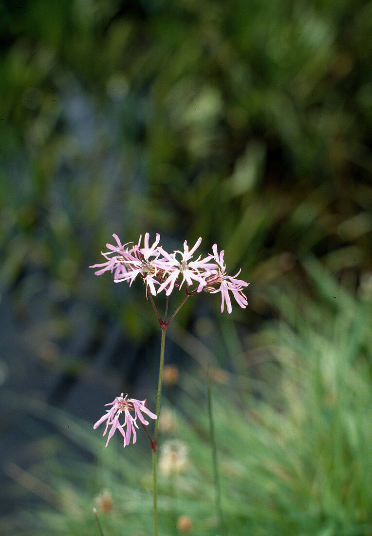 Lychnis flos-cuculi