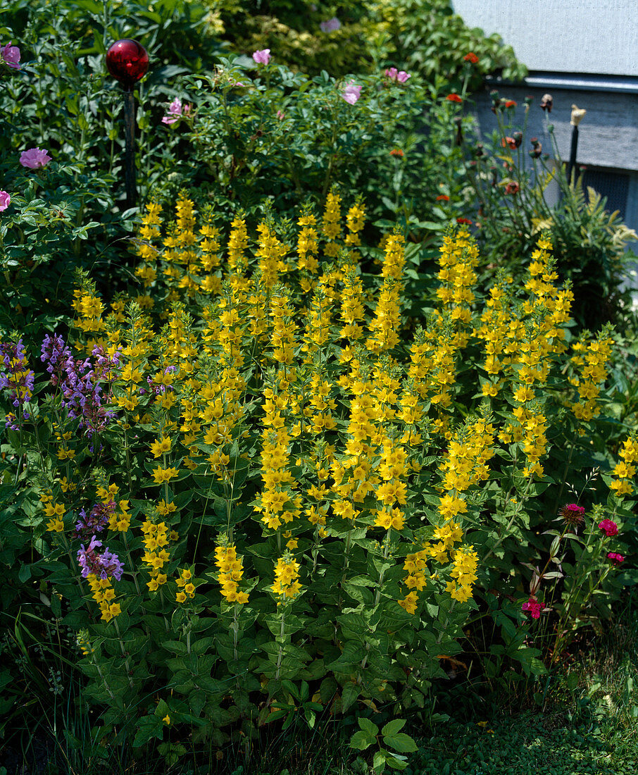 Lysimachia punctata