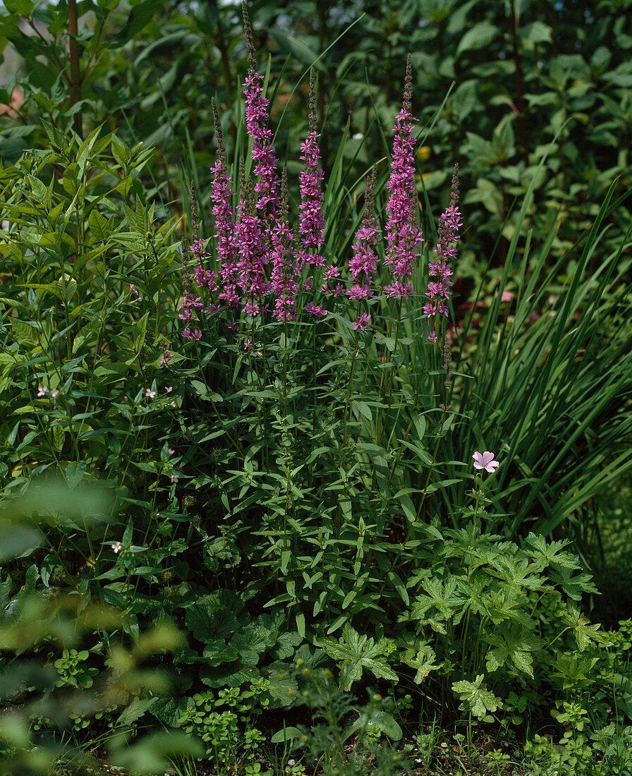 Lythrum salicaria