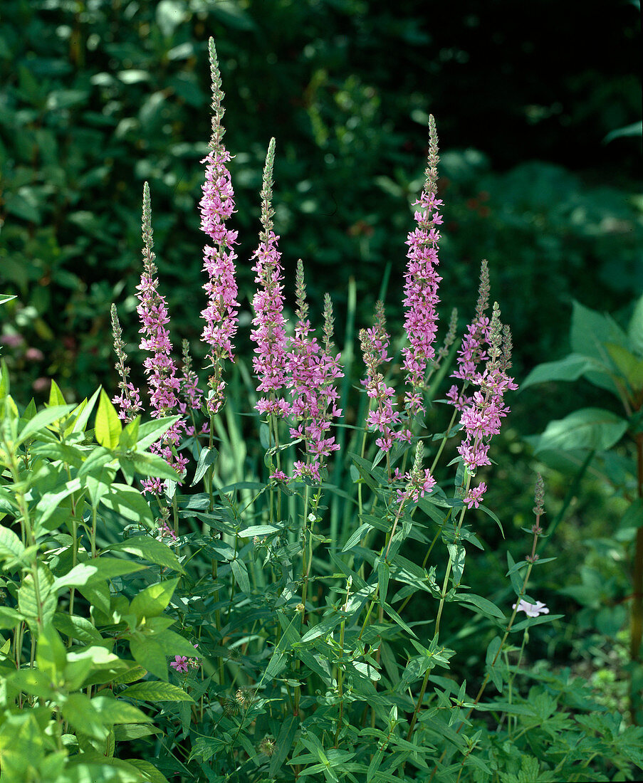 Lythrum salicaria