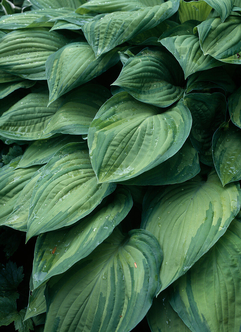 Hosta fortunei 'Aureomaculata'