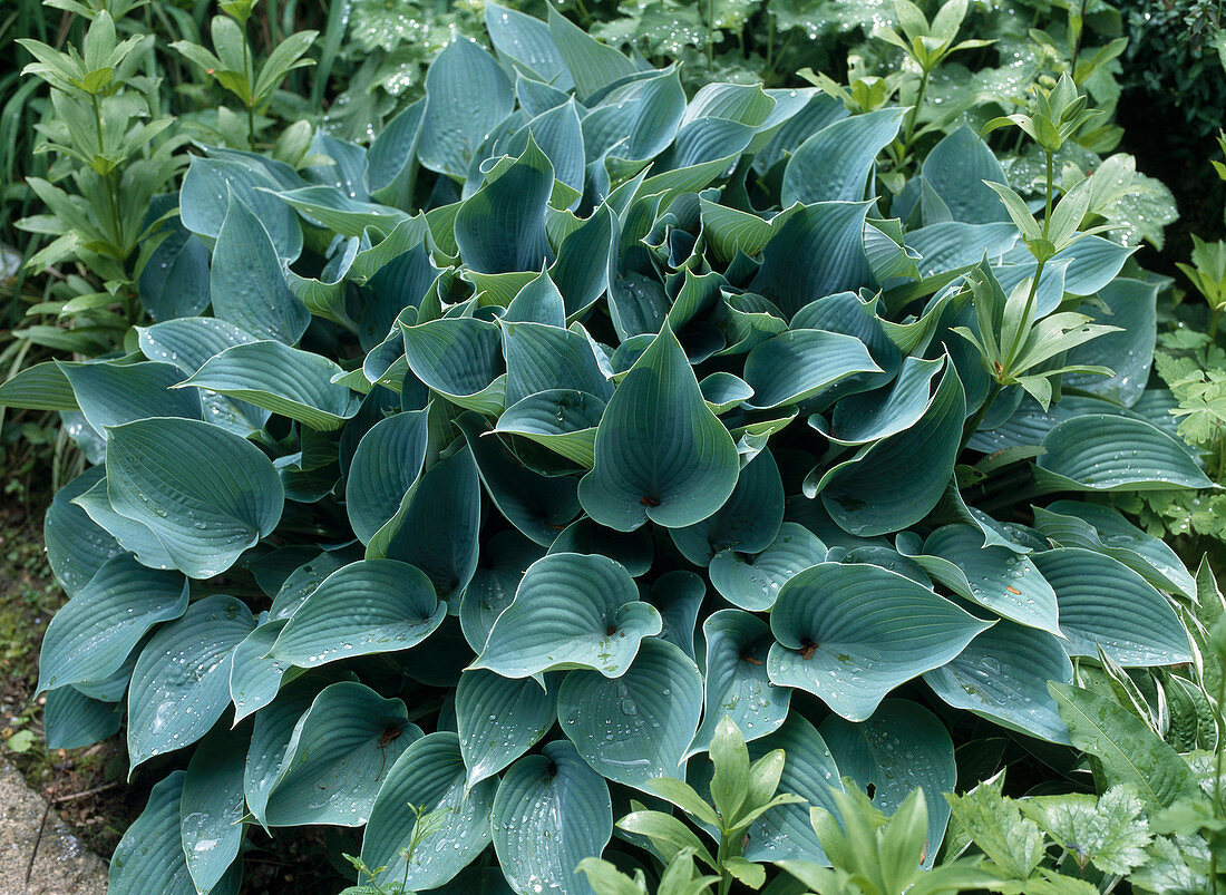 Hosta X tardiana 'Halcyon'