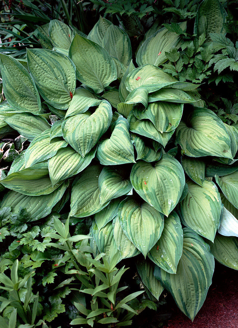 Hosta fortunei 'Aureomaculata'