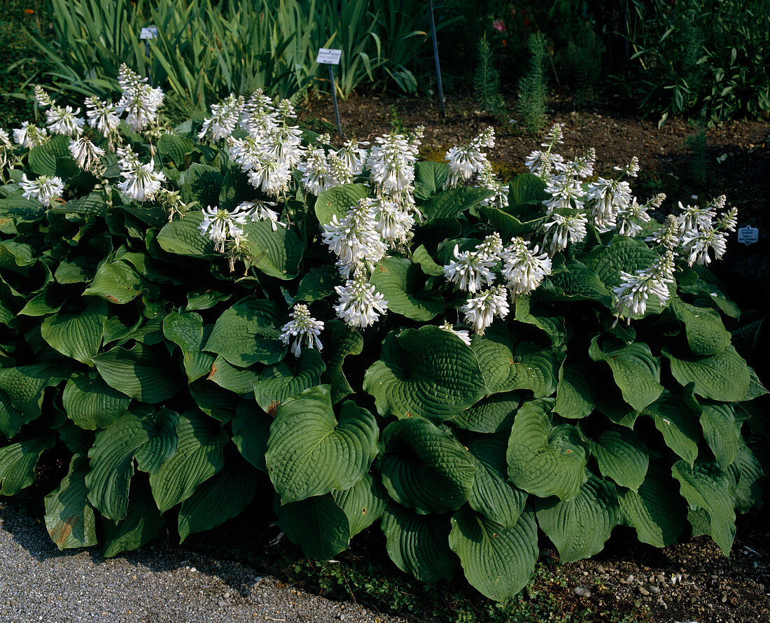 Hosta sieboldiana