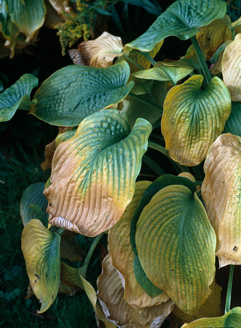 Hosta sieboldiana