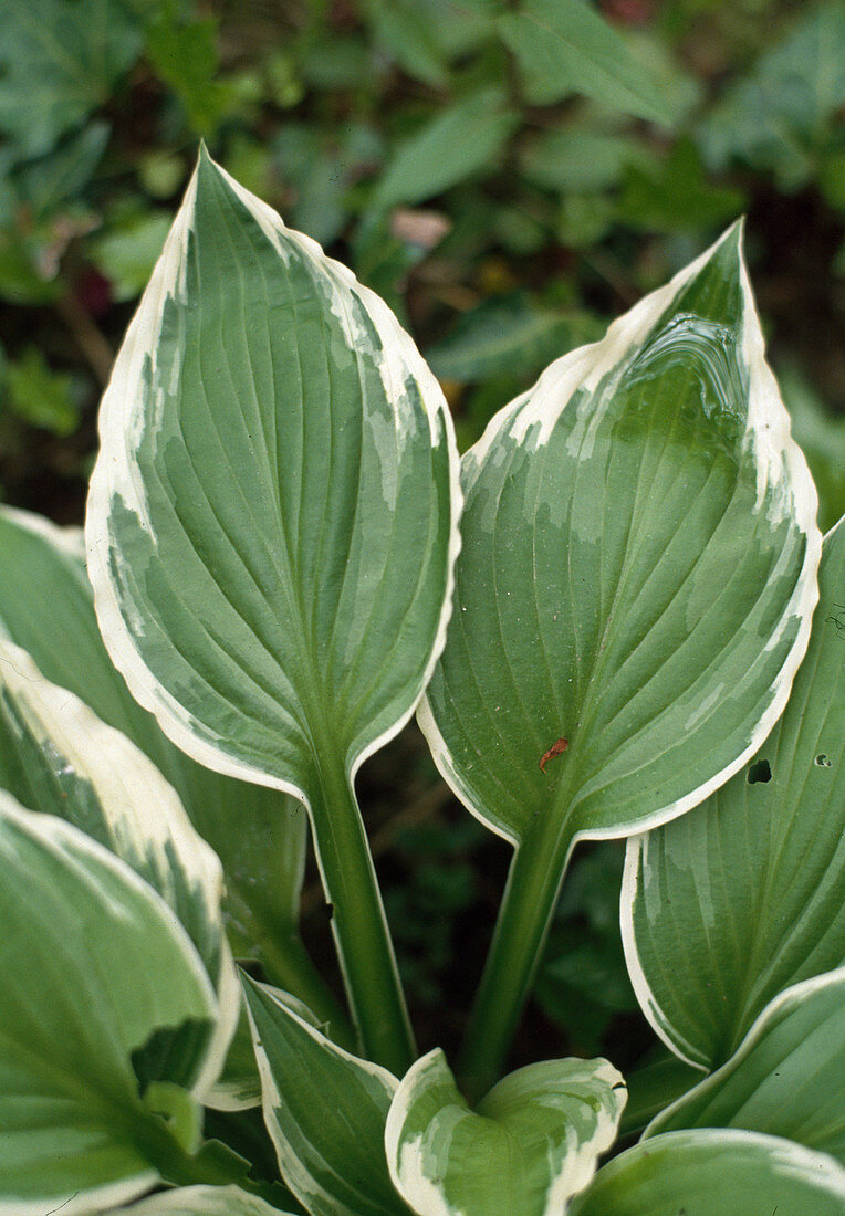 Hosta undulata