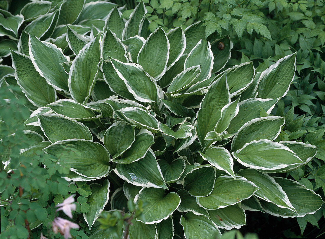 Hosta Undulata 'Albomarginata'