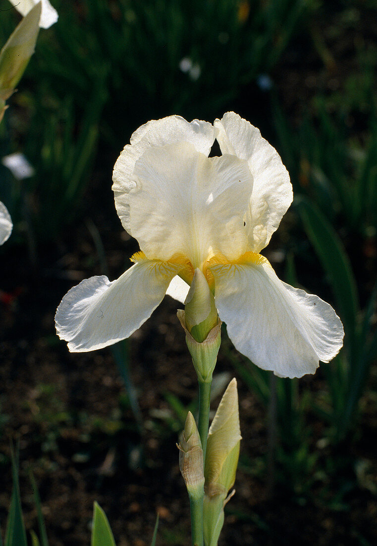 Iris barbata elatior