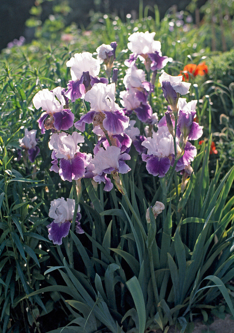Iris barbata elatior (hohe Bartiris)