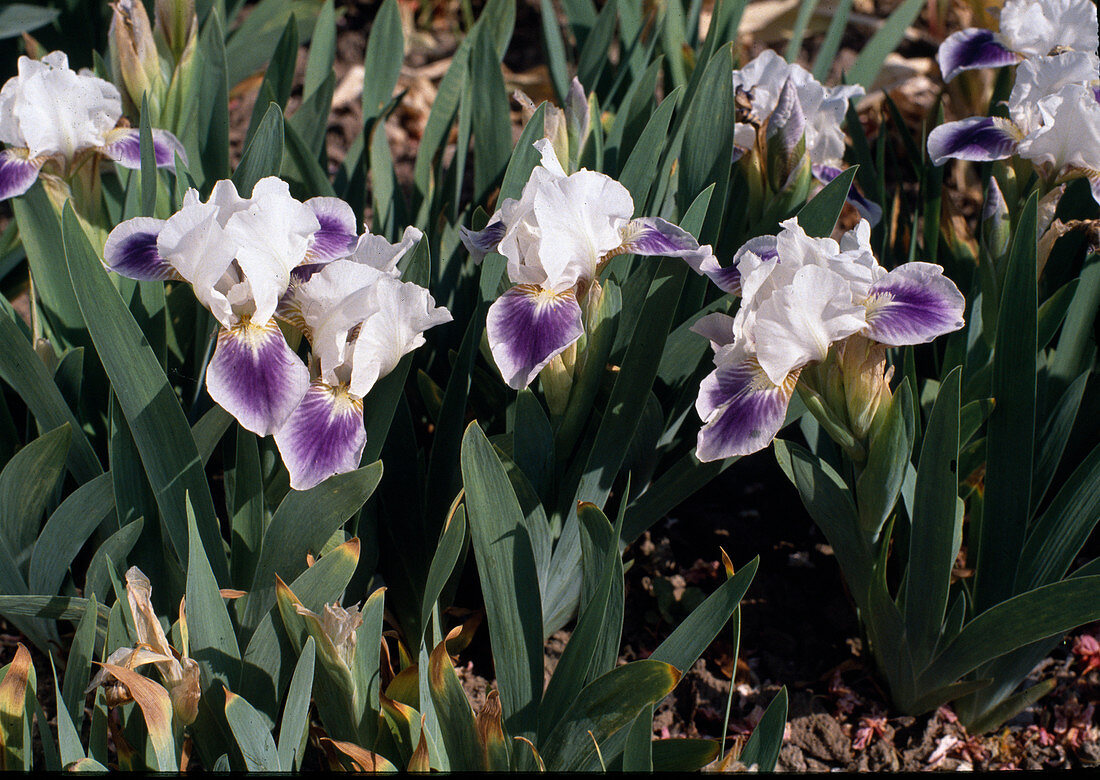 Iris barbata nana