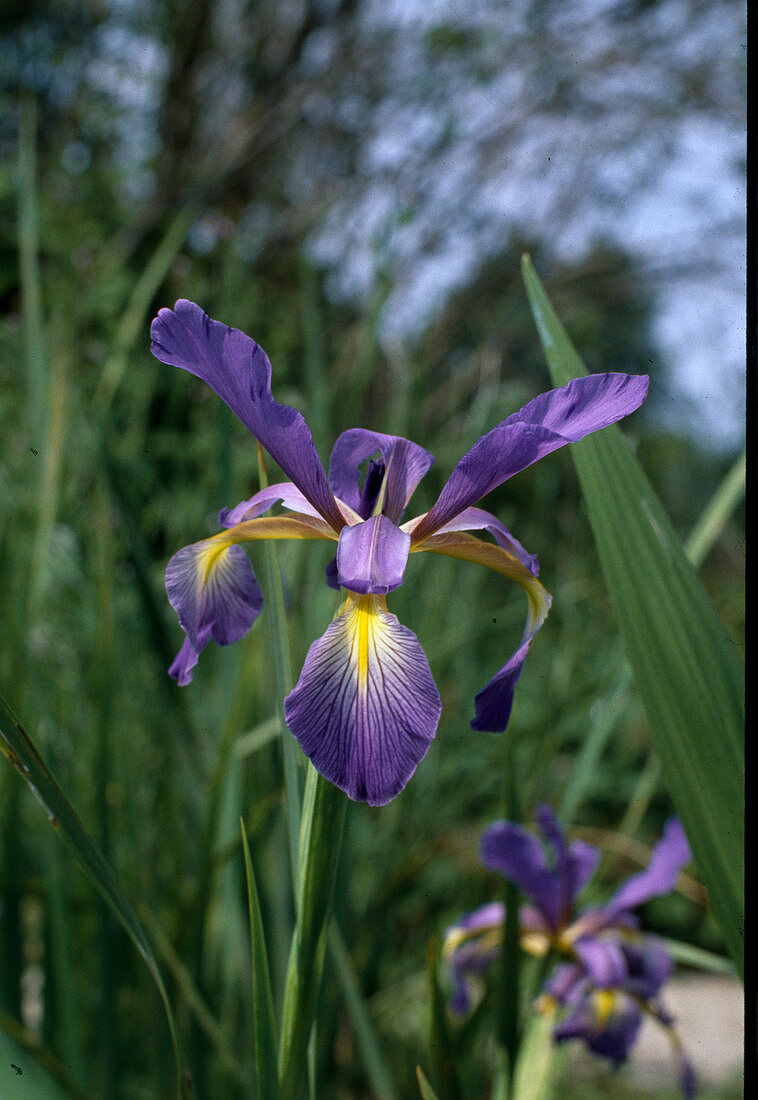 Iris spuria