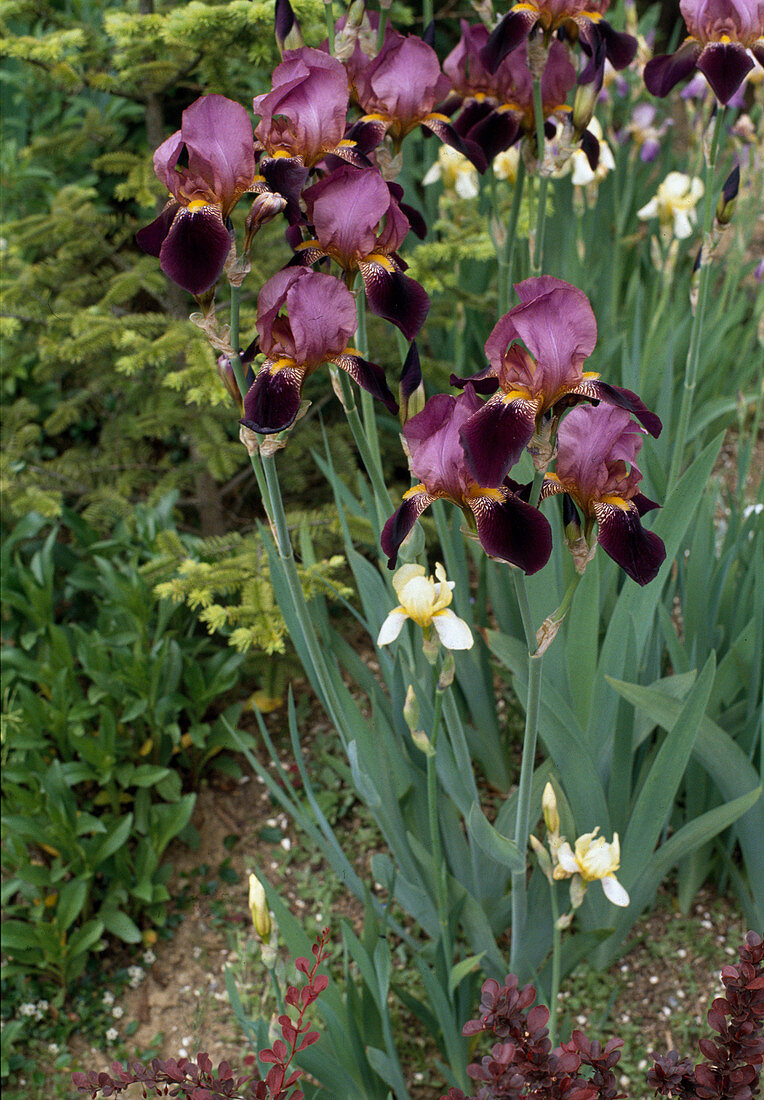 Iris barbata-elatior (Iris)