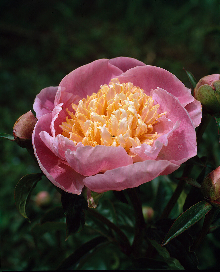 Paeonia lactiflora