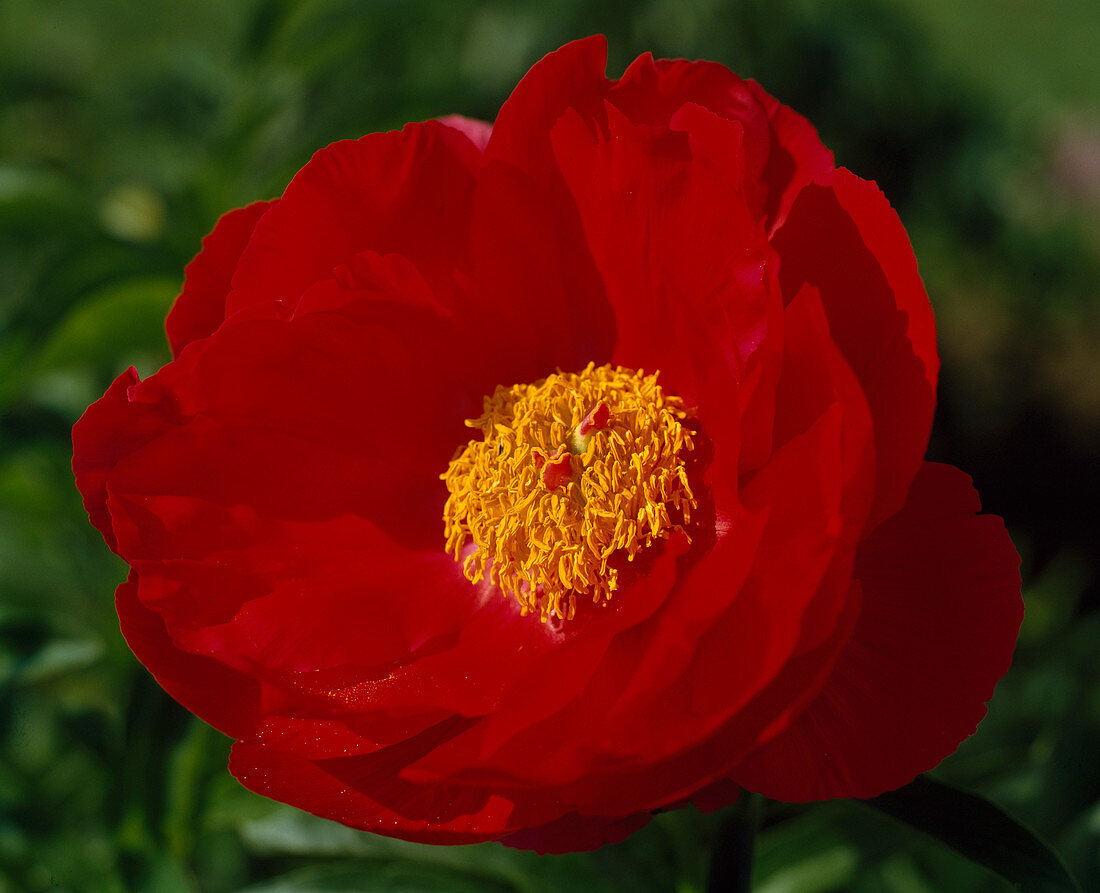 Paeonia lactiflora 'Carina' (Milchblume)