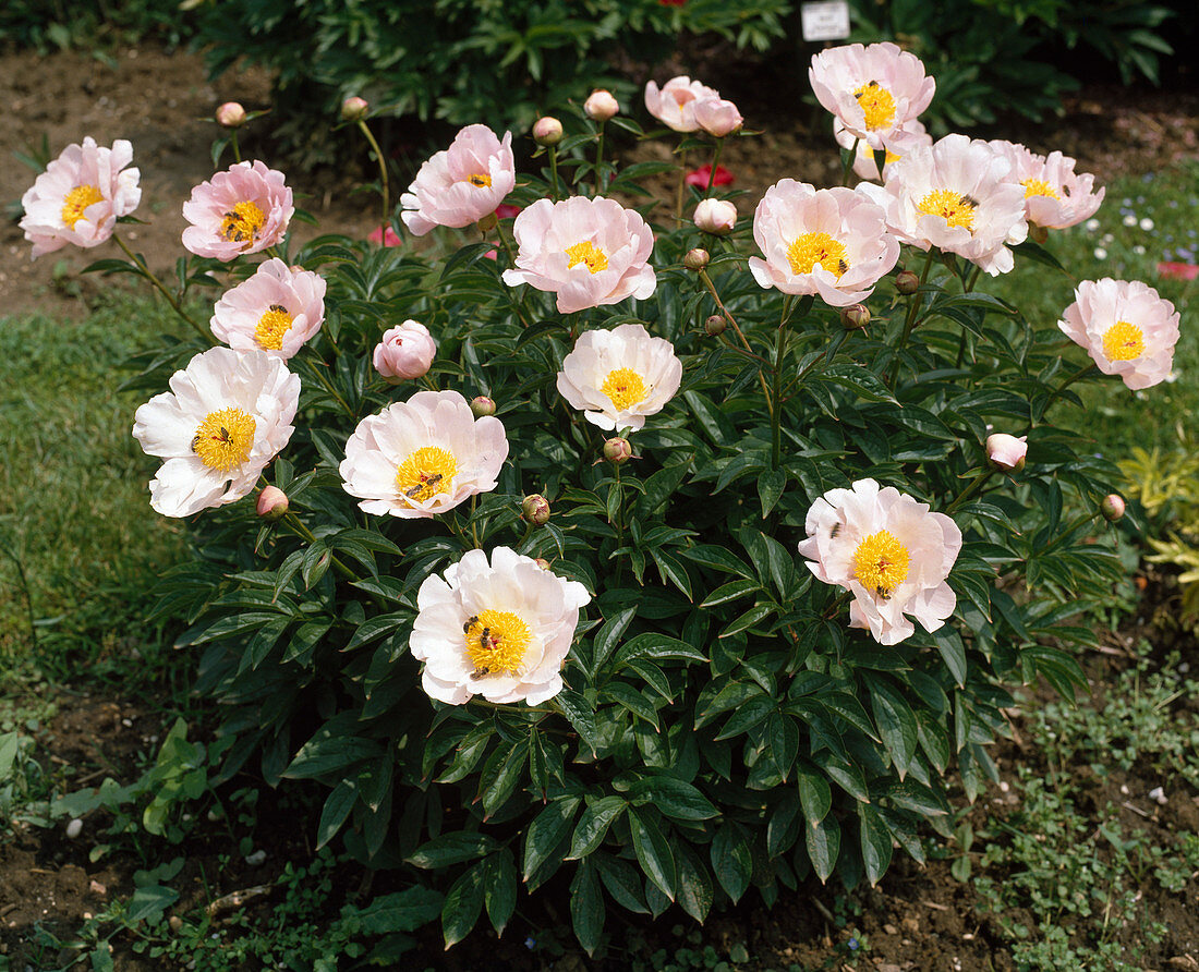 Paeonia lactiflora