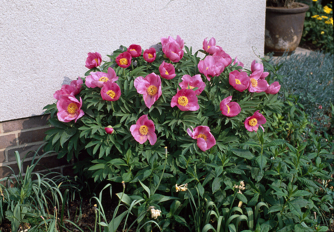 Paeonia officinalis