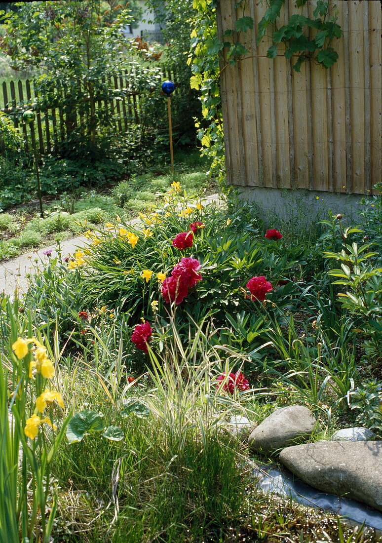 Paeonia officinalis