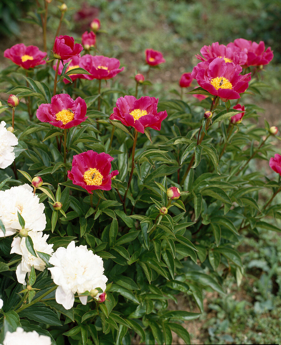 Paeonia hybrid