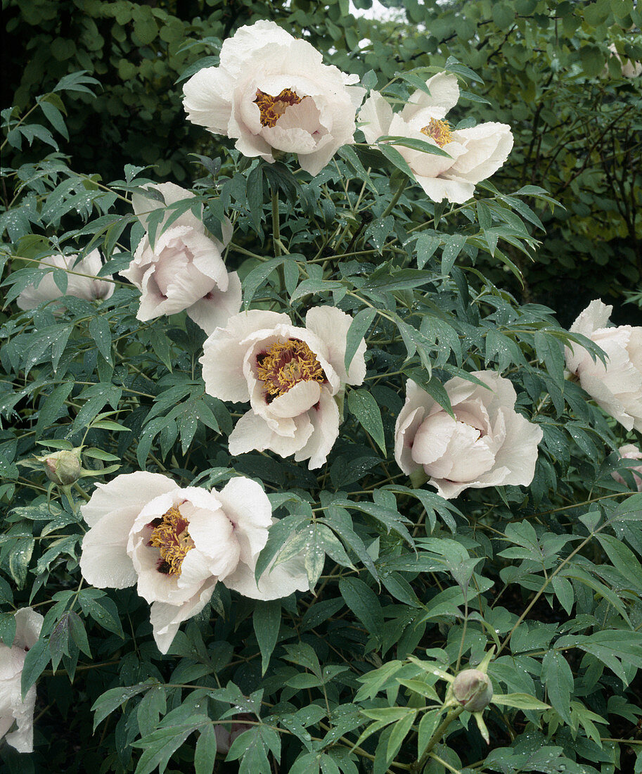 Paeonia suffruticosa