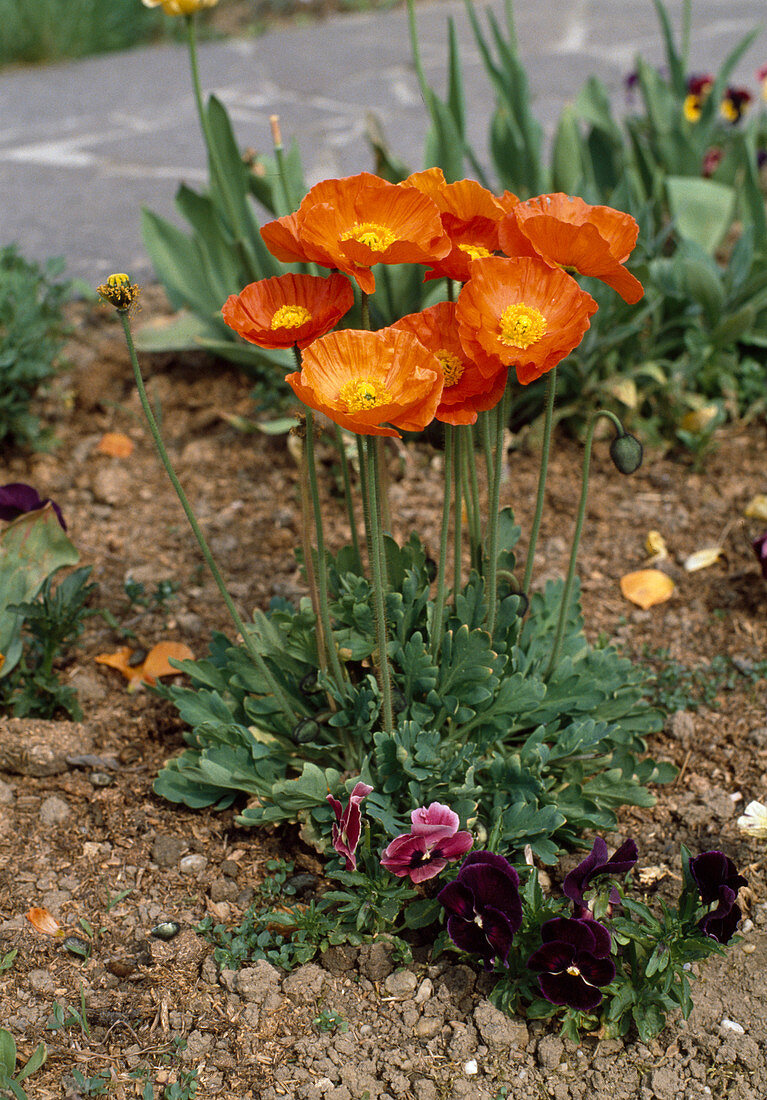 Papaver nudicaule