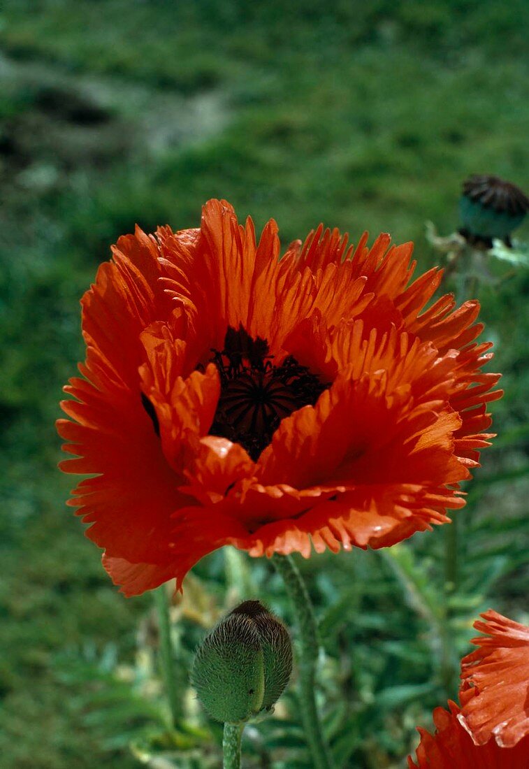 Papaver orientalis