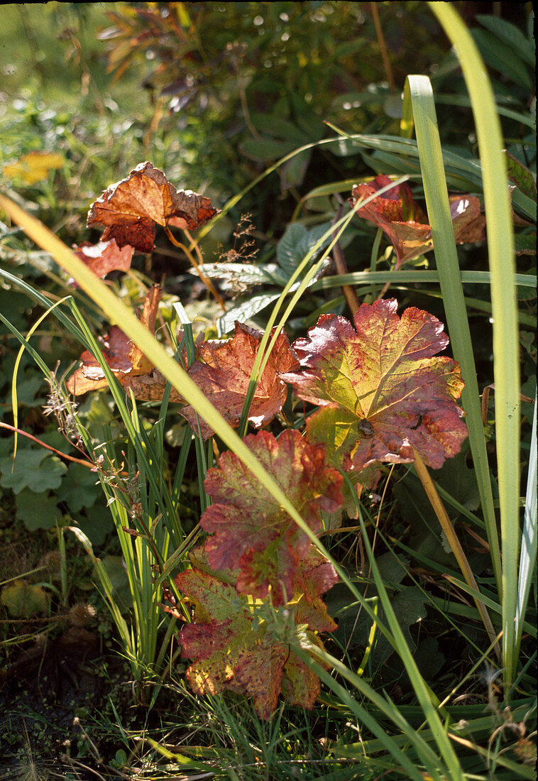 Peltiphyllum peltatum