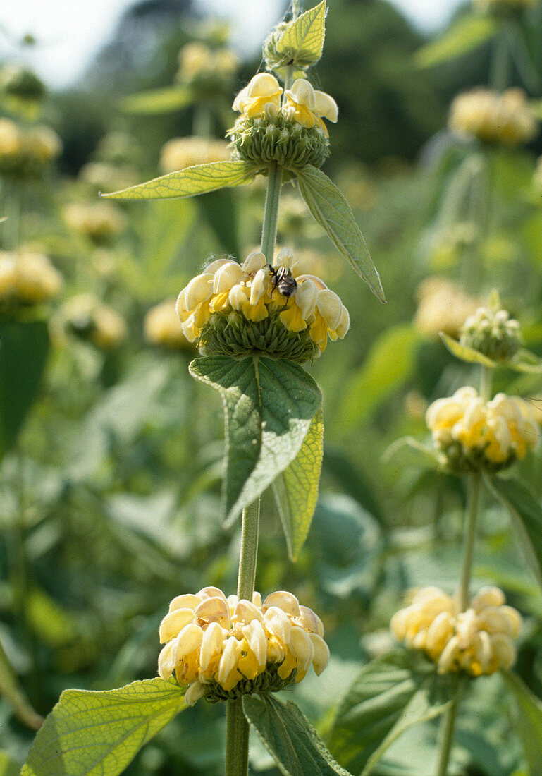 Phlomis samia