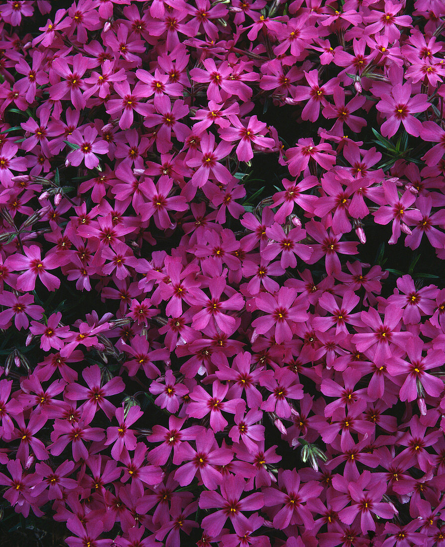 Phlox douglasii