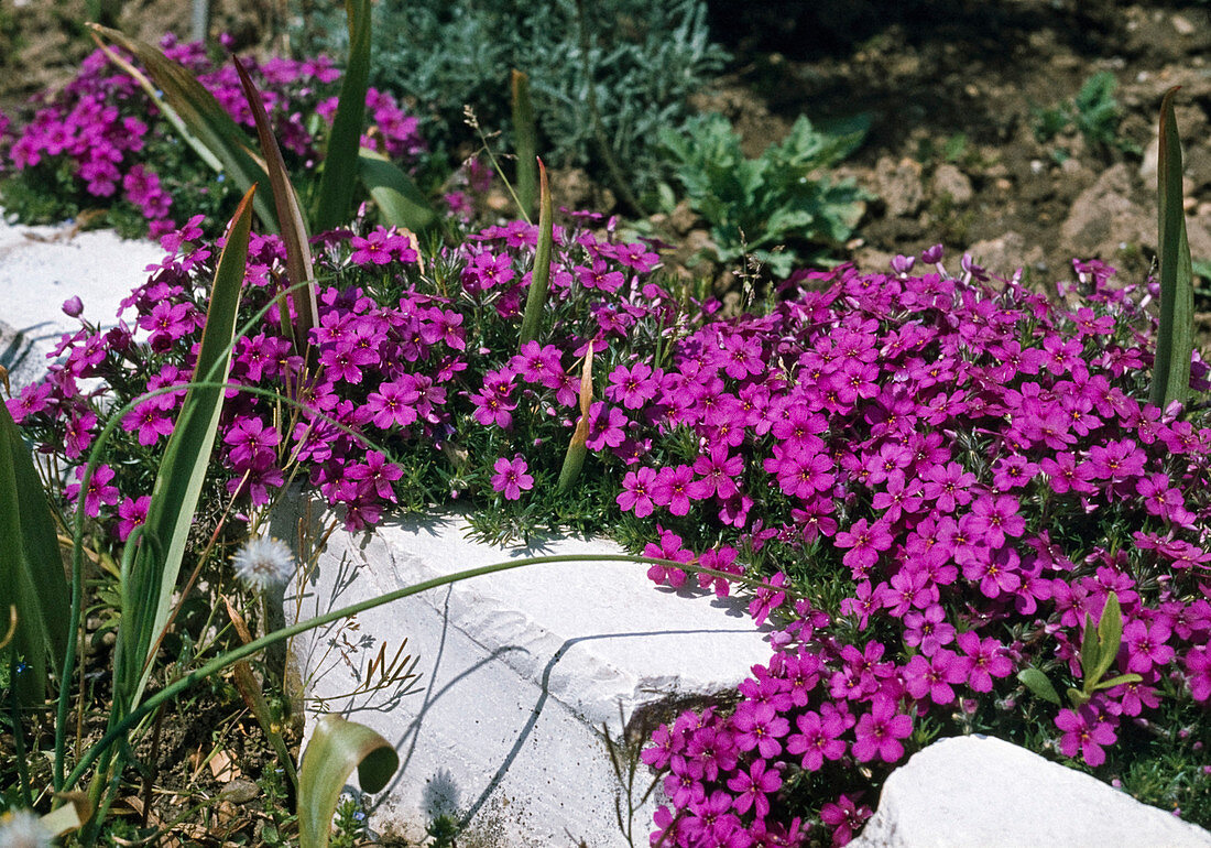 Phlox douglasii 'Crackerjack'