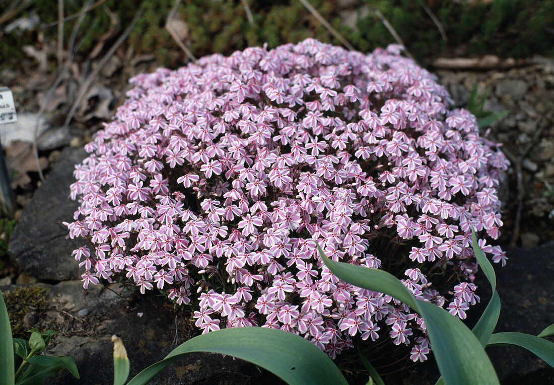 Phlox subulata 'Candy Stripes' (Cushion Phlox)