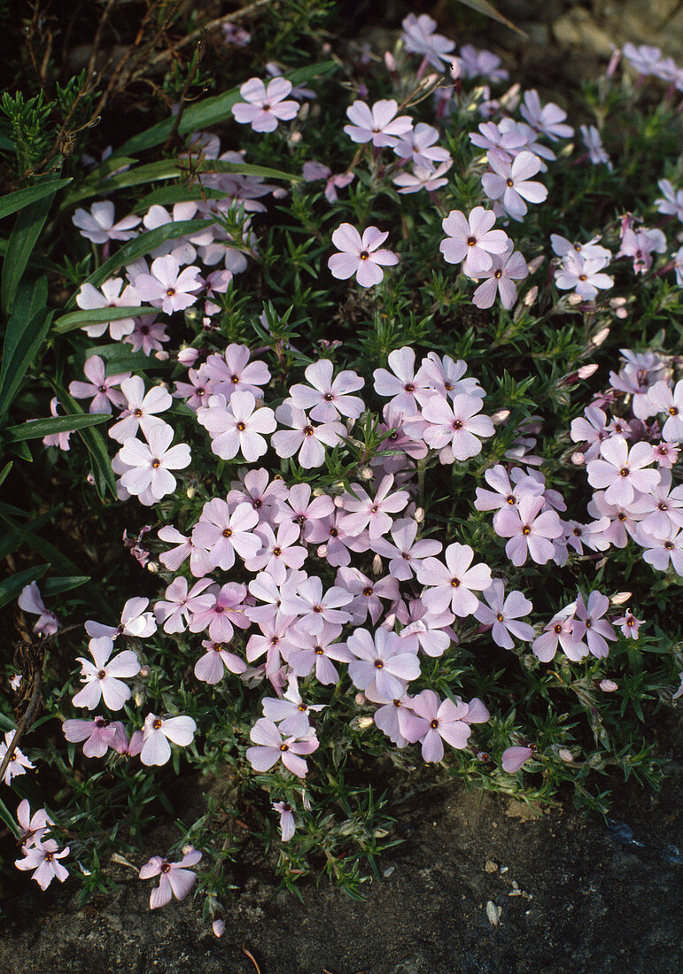 Phlox douglasii 'Rose Queen'