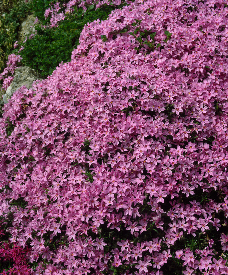 Phlox subulata