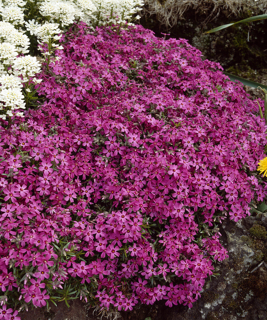 Phlox subulata 'Rotraut'