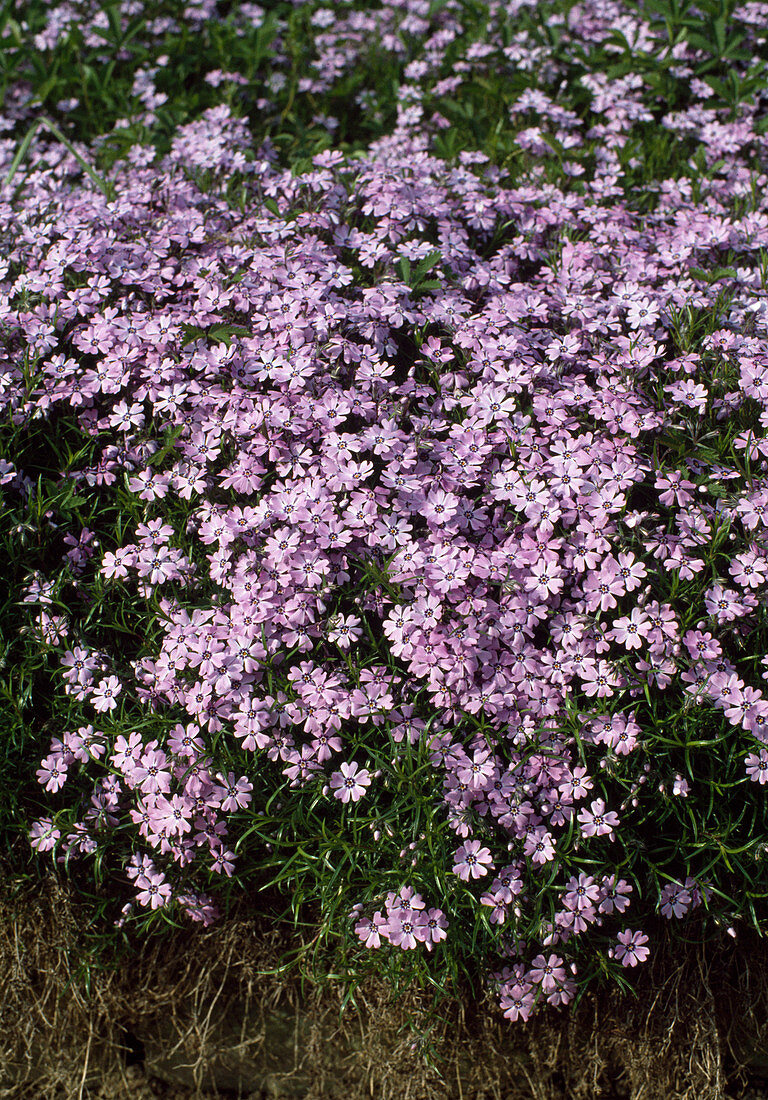 Phlox subulata 'Violet Seedling'